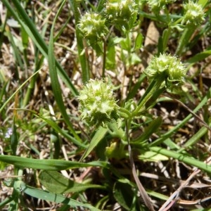 Photographie n°58753 du taxon Valerianella discoidea (L.) Loisel. [1810]