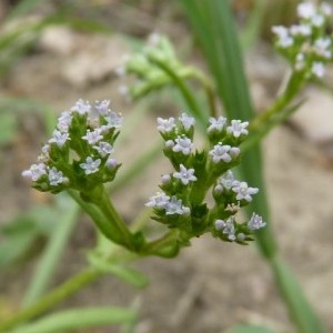 Photographie n°58755 du taxon Valerianella eriocarpa Desv. [1809]