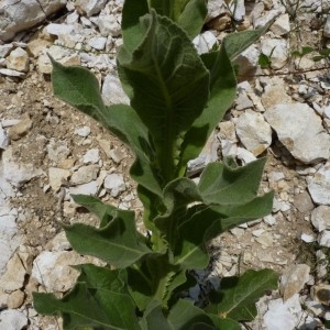 Photographie n°58759 du taxon Verbascum thapsus L. [1753]