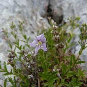 Photographie n°58769 du taxon Veronica fruticulosa L. [1762]