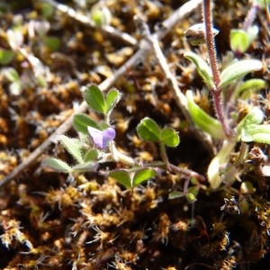 Photographie n°58778 du taxon Vicia lathyroides L. [1753]