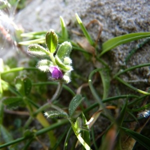 Photographie n°58779 du taxon Vicia lathyroides L. [1753]