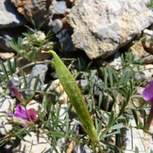 Photographie n°58780 du taxon Vicia sativa subsp. amphicarpa (L.) Batt. [1889]