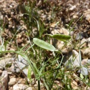 Photographie n°58783 du taxon Vicia tetrasperma subsp. tetrasperma