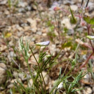 Photographie n°58784 du taxon Vicia tetrasperma subsp. tetrasperma
