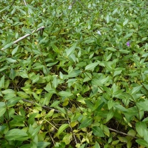 Photographie n°58786 du taxon Vinca difformis Pourr. [1788]