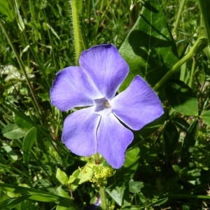 Photographie n°58787 du taxon Vinca major L. [1753]