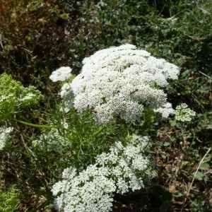 Ammi visnaga (L.) Lam. (Ammi cure-dents)