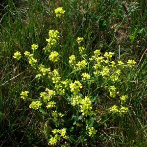 Photographie n°58806 du taxon Rapistrum rugosum (L.) All. [1785]