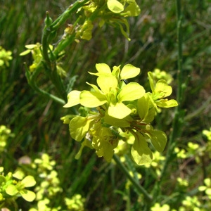 Photographie n°58808 du taxon Rapistrum rugosum (L.) All. [1785]