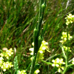 Photographie n°58809 du taxon Rapistrum rugosum (L.) All. [1785]