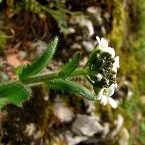 Arabis ciliata Clairv. (Arabette ciliée)