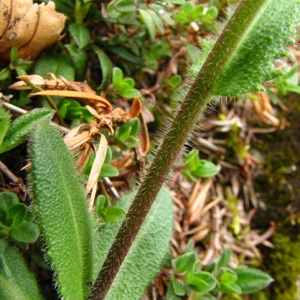 Photographie n°58812 du taxon Arabis ciliata Clairv. [1811]