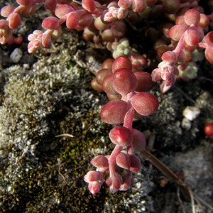 Photographie n°58813 du taxon Sedum brevifolium DC. [1808]