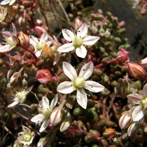 Photographie n°58814 du taxon Sedum brevifolium DC. [1808]