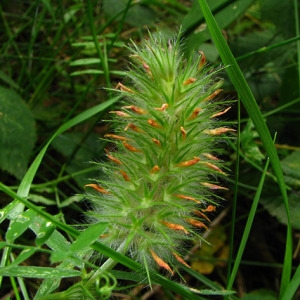 Photographie n°58816 du taxon Trifolium angustifolium L.