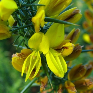 Photographie n°58819 du taxon Ulex minor Roth [1797]