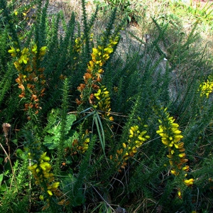 Photographie n°58820 du taxon Ulex minor Roth [1797]