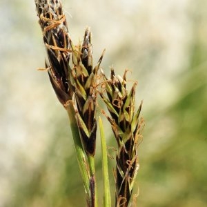 Carex sempervirens subsp. pseudotristis (Domin) Pawl. (Laiche du granite)