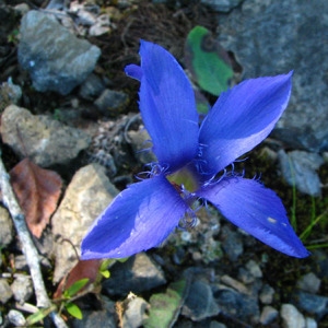 Photographie n°58829 du taxon Gentianella ciliata (L.) Borkh. [1796]