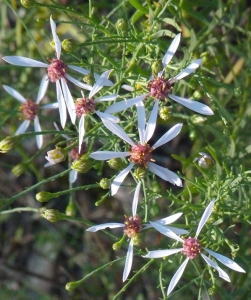 Bertrand BUI, le  9 septembre 2011 (Les Pennes-Mirabeau (Les Cadeneaux))