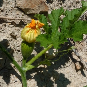 Photographie n°58833 du taxon Cucurbita pepo L. [1753]