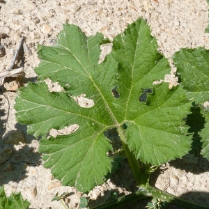 Photographie n°58834 du taxon Cucurbita pepo L. [1753]