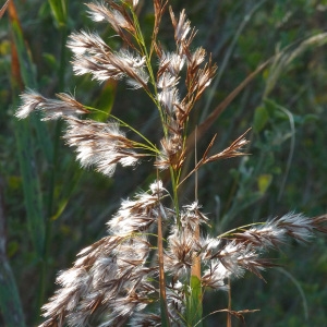 Photographie n°58841 du taxon Phragmites australis (Cav.) Trin. ex Steud. [1840]