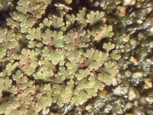 Liliane Roubaudi, le 10 juin 2013 (Cosne-Cours-sur-Loire)