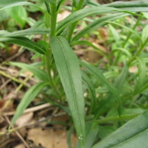 Photographie n°58856 du taxon Lithospermum purpurocaeruleum L. [1753]