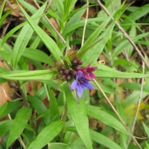 Photographie n°58857 du taxon Lithospermum purpurocaeruleum L. [1753]