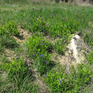 Photographie n°58859 du taxon Lithospermum purpurocaeruleum L. [1753]