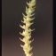  Liliane Roubaudi - Selaginella selaginoides (L.) Link [1841]