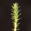  Liliane Roubaudi - Selaginella selaginoides (L.) Link [1841]