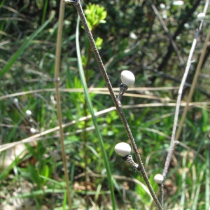 Photographie n°58863 du taxon Lithospermum purpurocaeruleum L. [1753]
