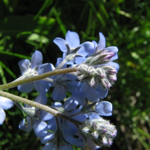 Photographie n°58866 du taxon Myosotis alpestris F.W.Schmidt [1794]