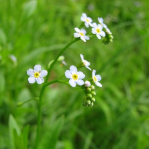 Photographie n°58870 du taxon Myosotis scorpioides L. [1753]