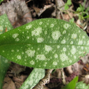 Photographie n°58873 du taxon Pulmonaria affinis Jord. [1854]