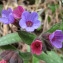  Catherine MAHYEUX - Pulmonaria affinis Jord. [1854]