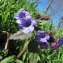  Catherine MAHYEUX - Pulmonaria affinis Jord. [1854]