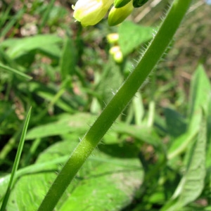 Photographie n°58880 du taxon Symphytum tuberosum L. [1753]