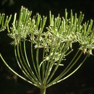 Photographie n°58889 du taxon Chaerophyllum villarsii W.D.J.Koch [1837]