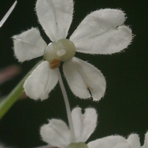 Chaerophyllum hirsutum subsp. villarsii (W.D.J.Koch) Bonnier & Layens (Cerfeuil de Villars)