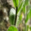  Catherine MAHYEUX - Arabis hirsuta (L.) Scop. [1772]