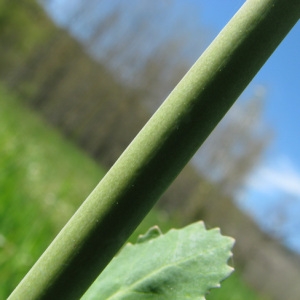 Photographie n°58907 du taxon Brassica napus L. [1753]