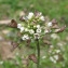  Catherine MAHYEUX - Capsella bursa-pastoris (L.) Medik.