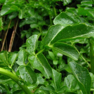 Photographie n°58917 du taxon Cardamine amara L. [1753]