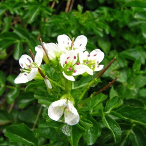 Photographie n°58919 du taxon Cardamine amara L. [1753]