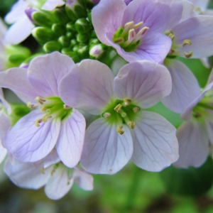 Photographie n°58926 du taxon Cardamine raphanifolia Pourr. [1788]