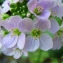  Catherine MAHYEUX - Cardamine raphanifolia Pourr. [1788]